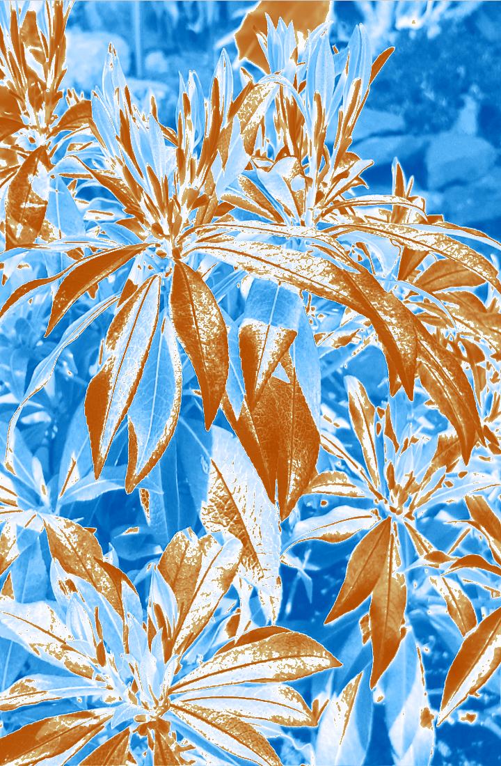 Leaves. image