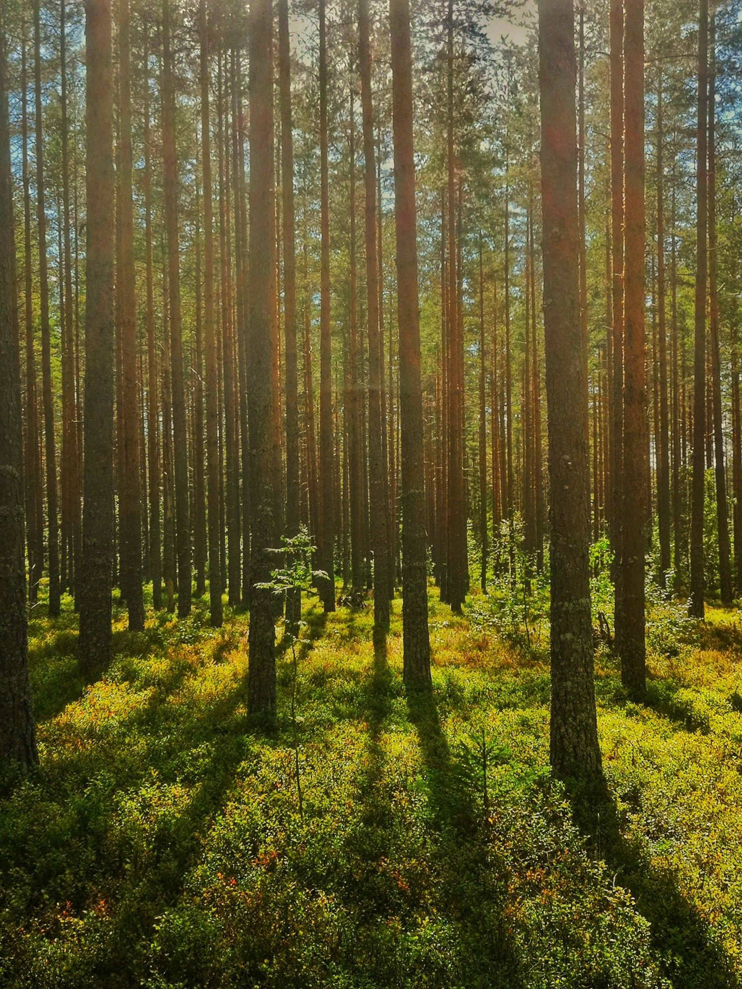 NATURE SYMPHONY | My Claessens Virtueel Museum