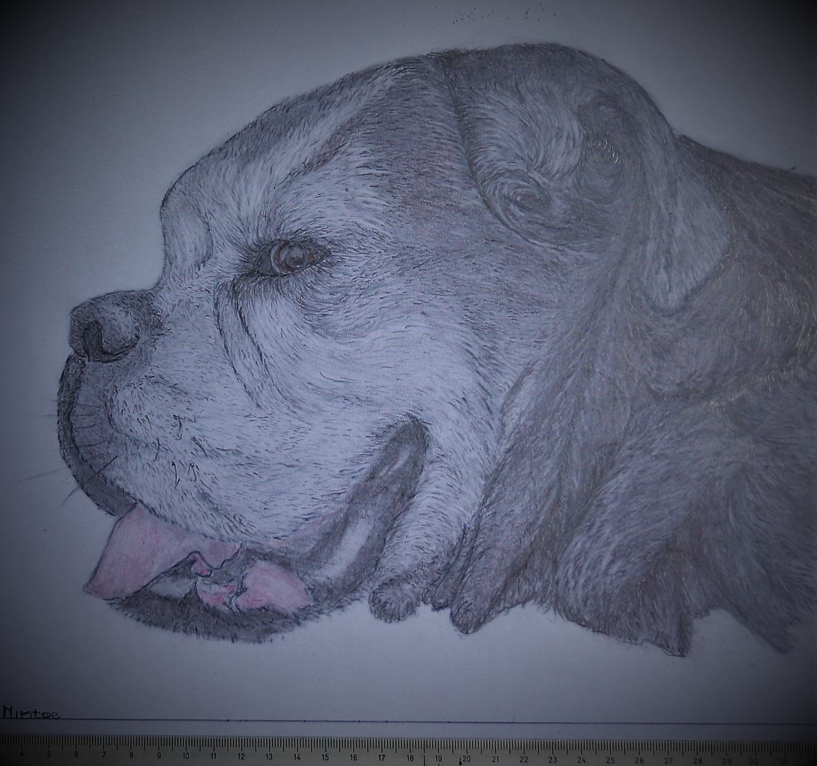 Onze hond image