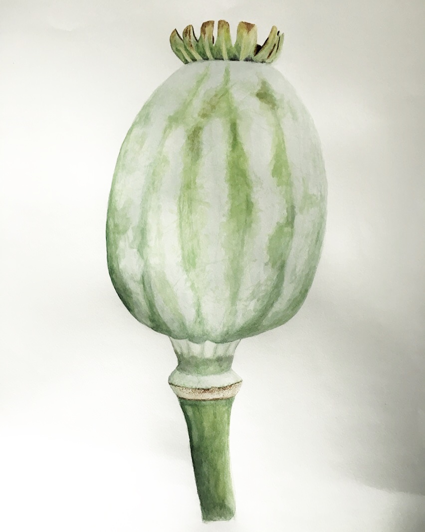 Poppy  image