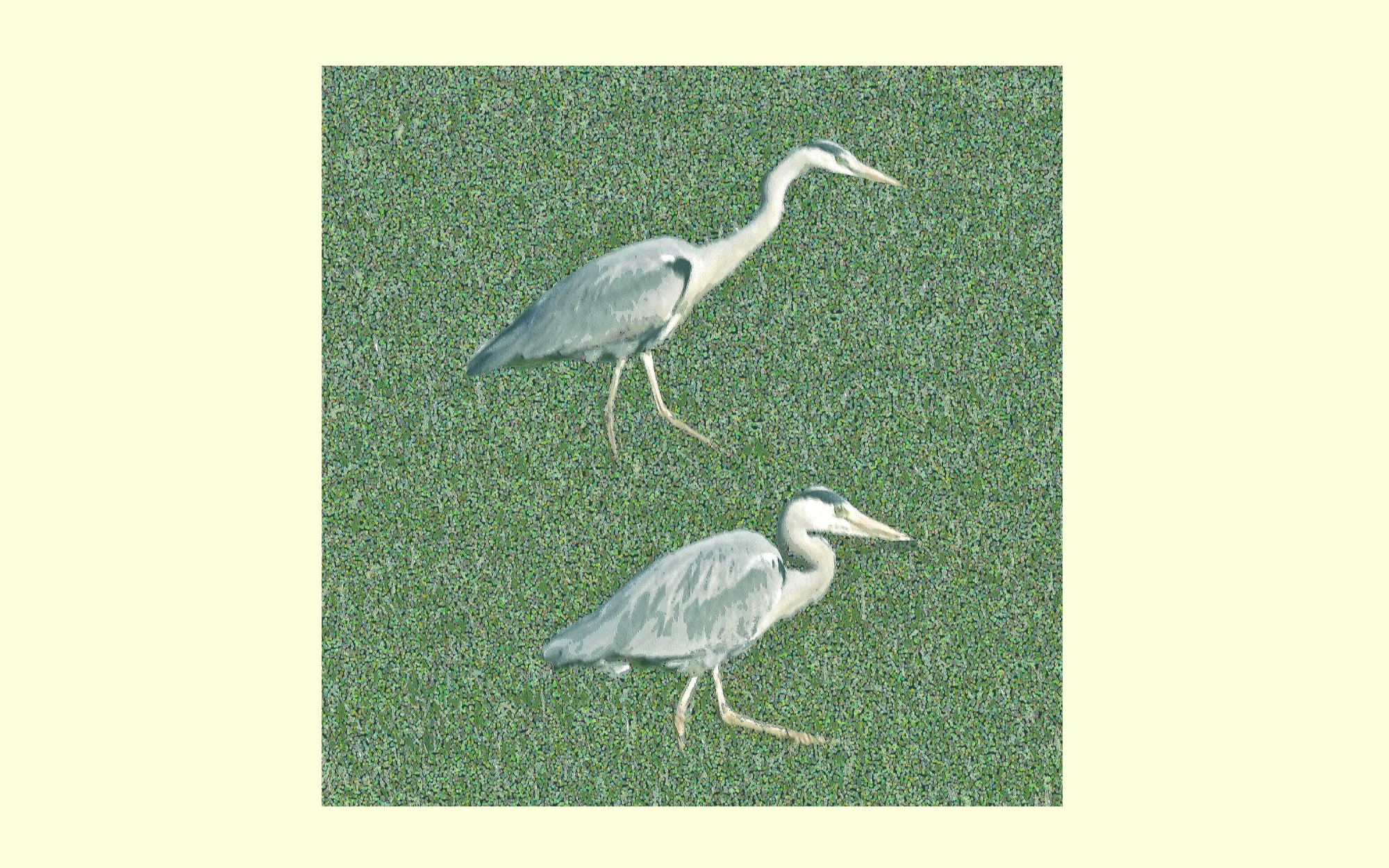 Twee reigers image
