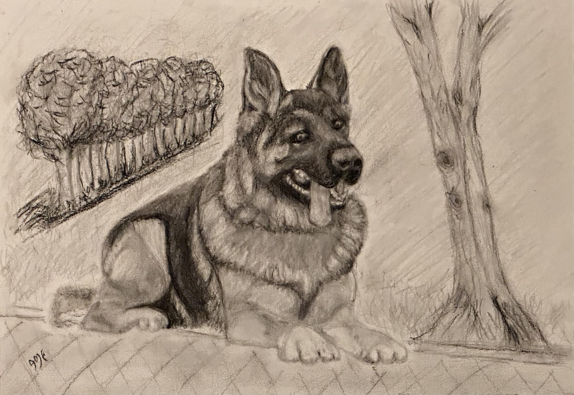 German Shepherd  image