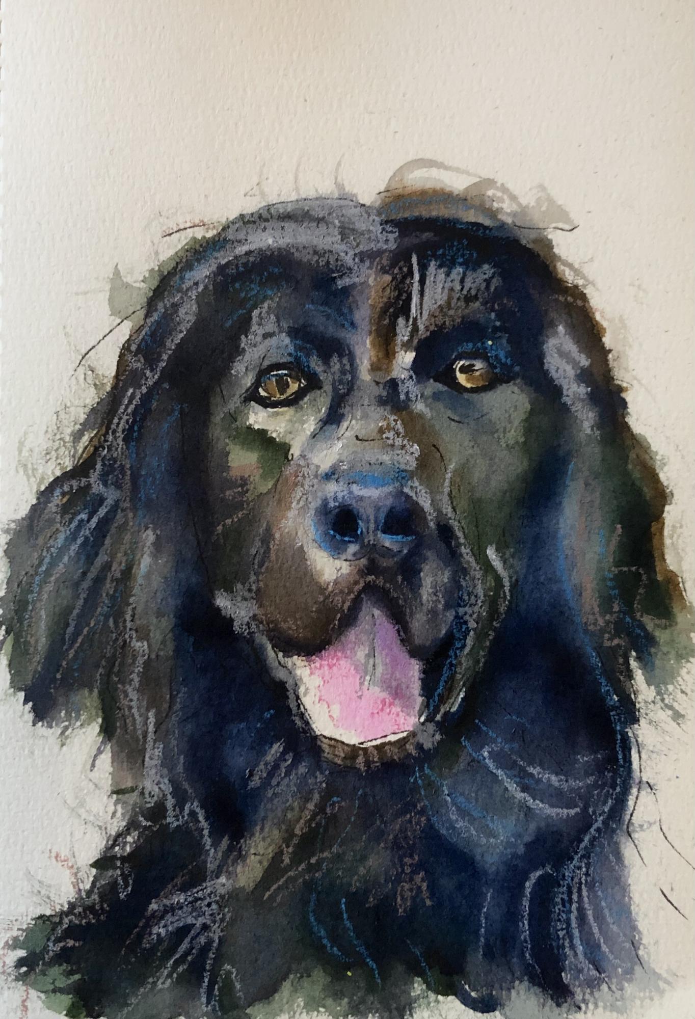 Flat Coat Retriever image