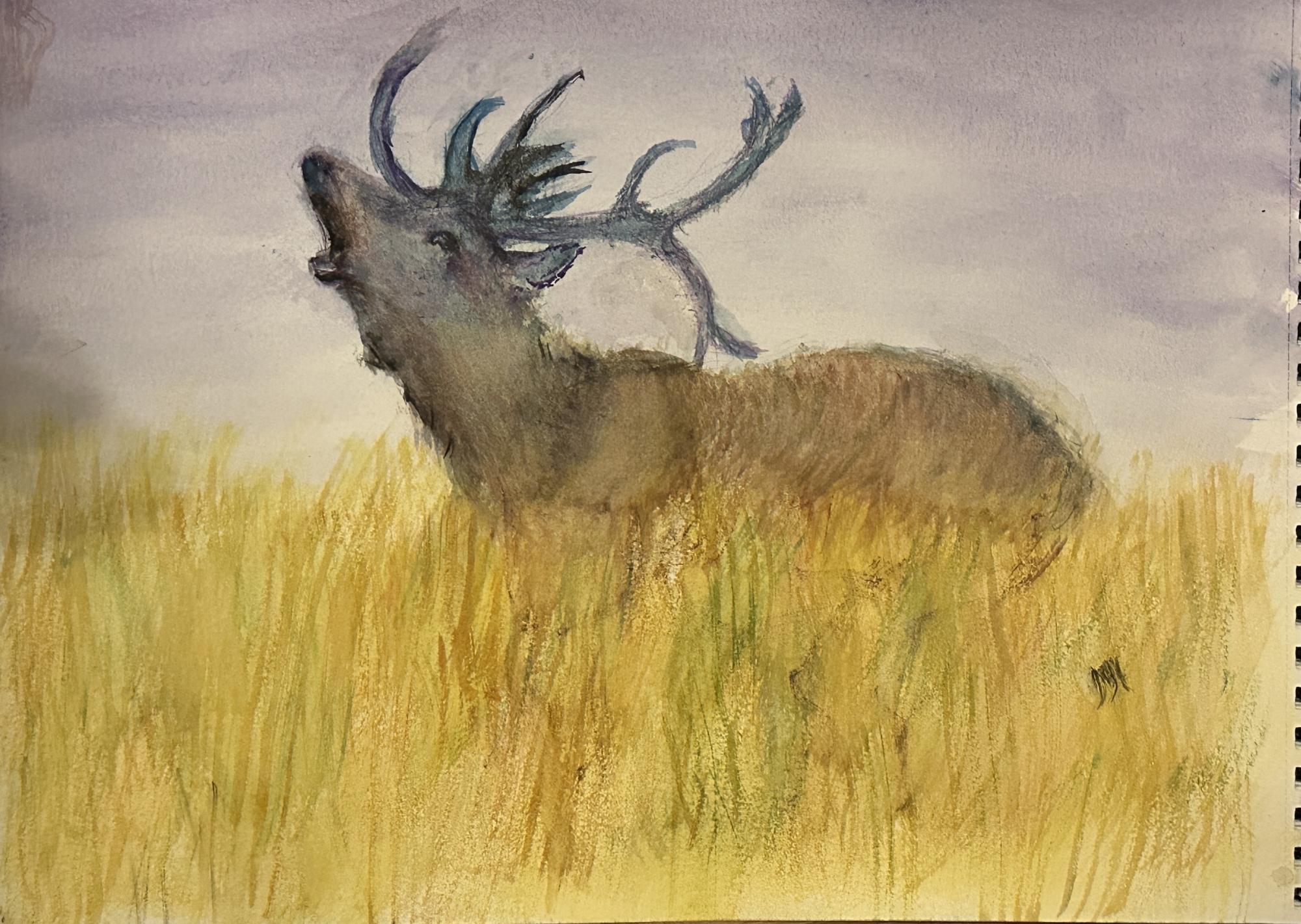 Red Deer Bull image
