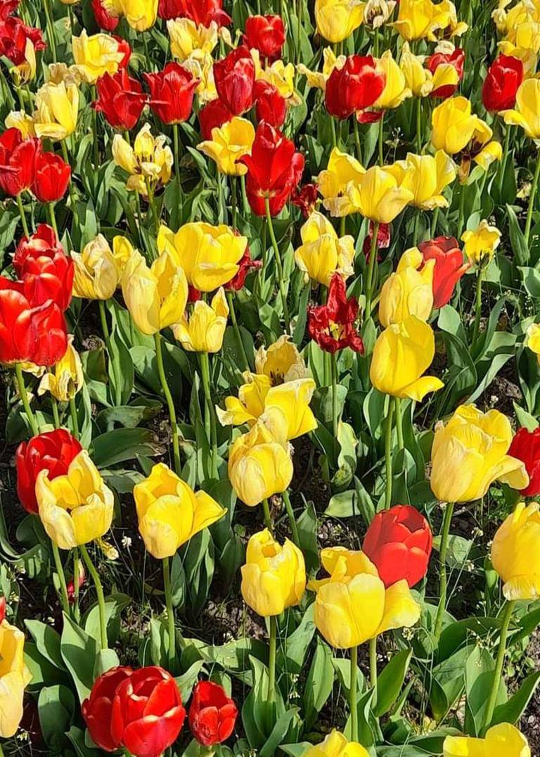 Tuliptic harmony  image