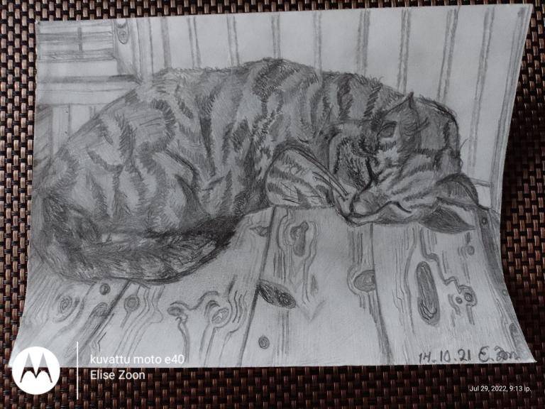 Muru The cat image