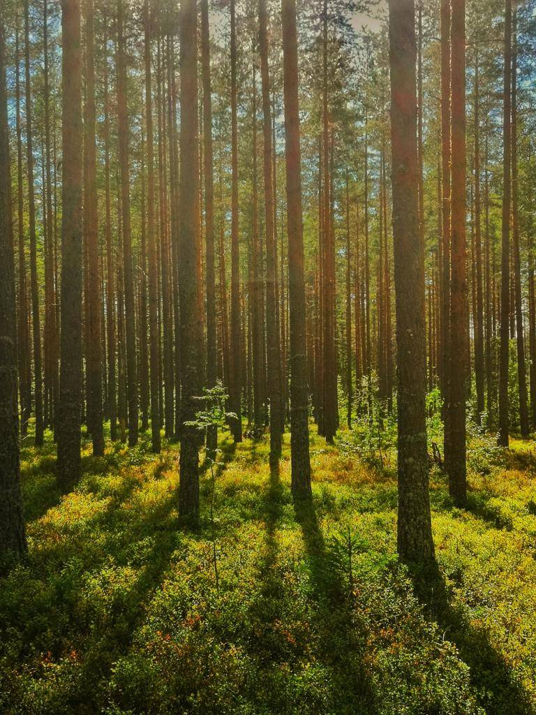 NATURE SYMPHONY NATURE SYMPHONY image