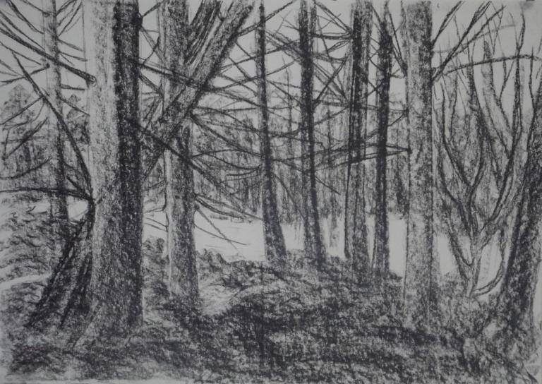 Woodland.  Charcoal drawing image