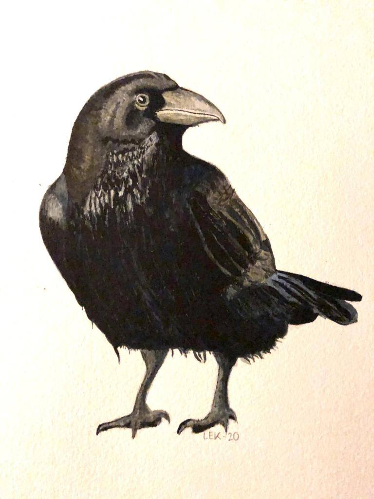 Raven  image