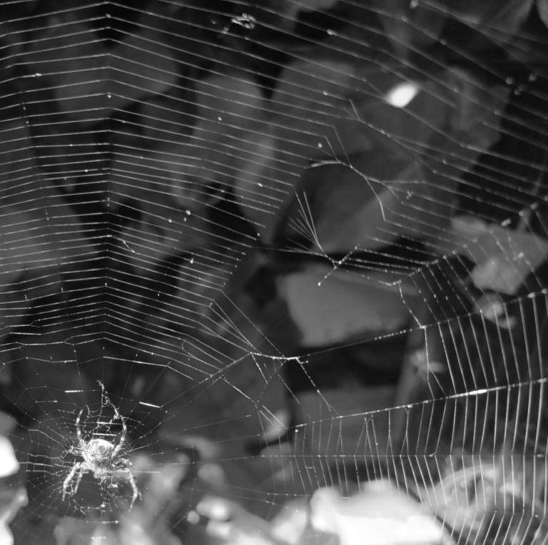 Spinnenweb image