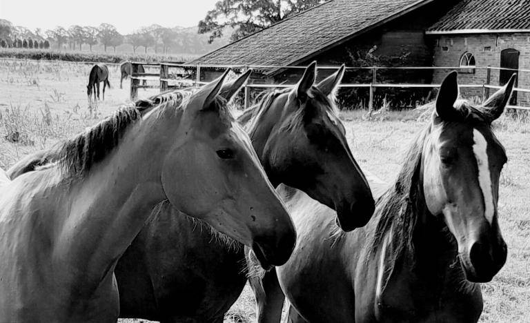 TROIS JEUNES CHEVAUX image