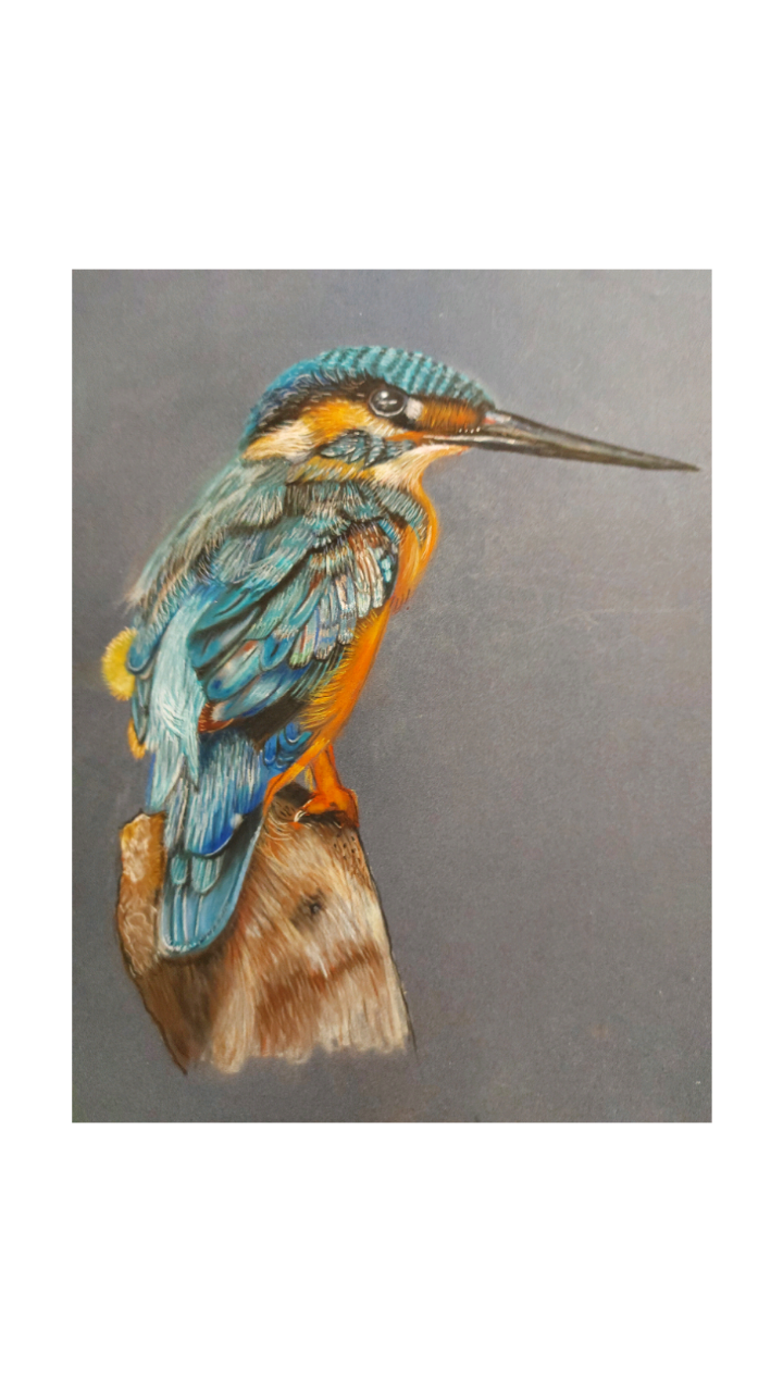 Kingfisher image