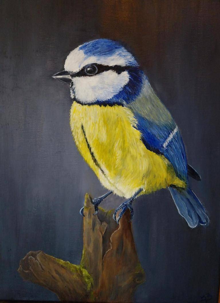 Blue Tit image