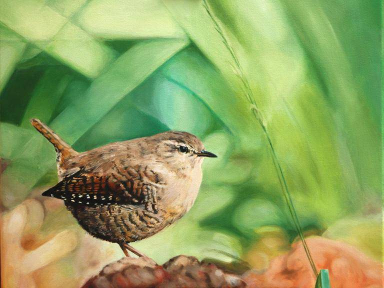 Wren image