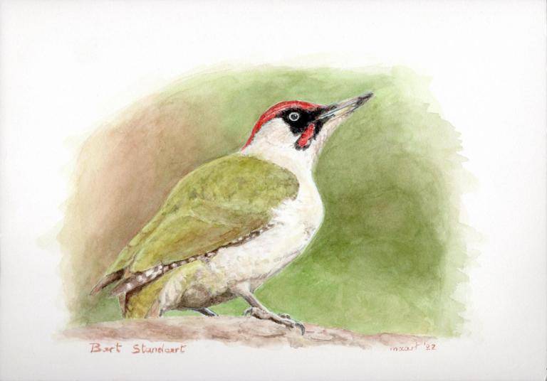 Green woodpecker / Groene specht image