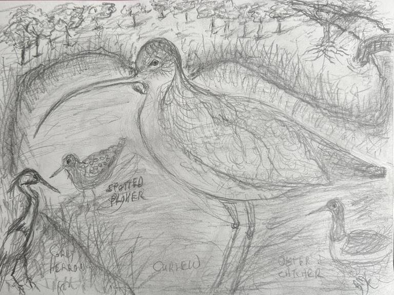 Curlew image