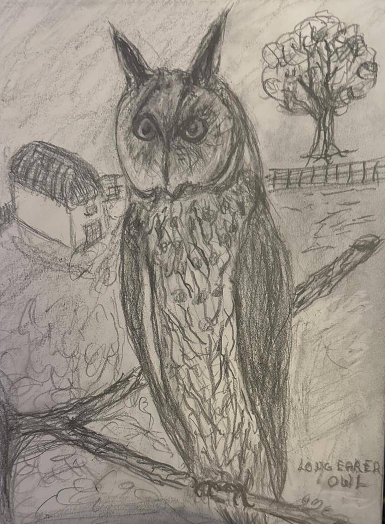 Long eared Owl image