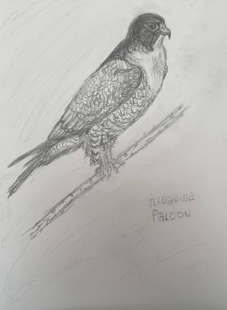 Bird Sketch image