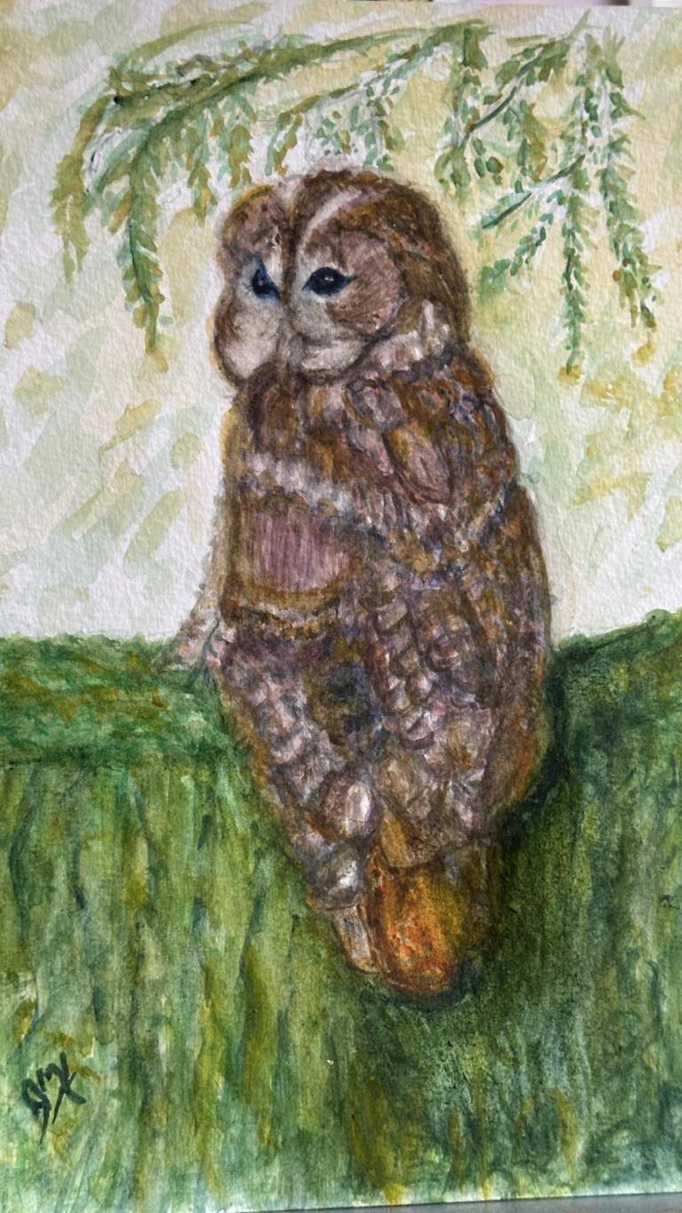 Tawny Owl image