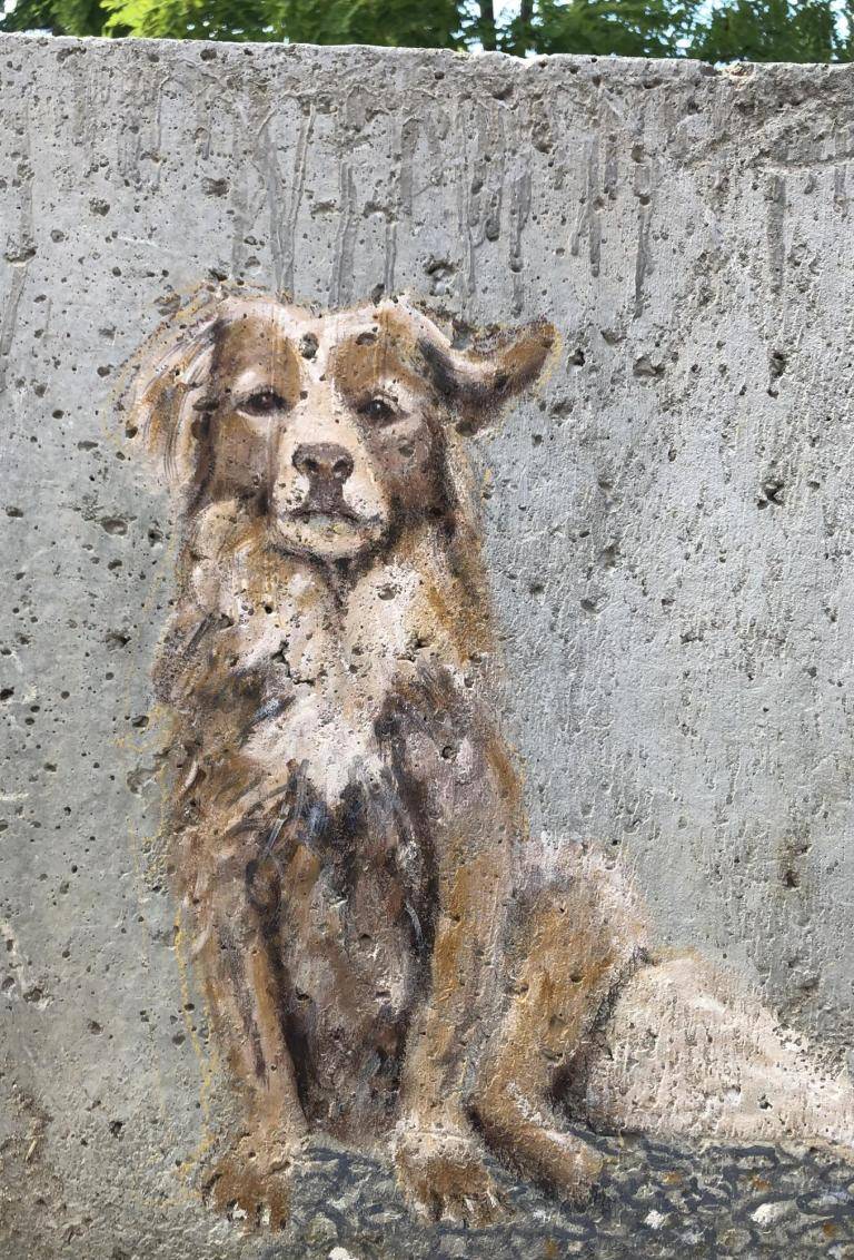 Dog on concrete image