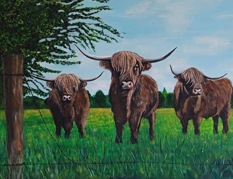 schotse hooglanders image