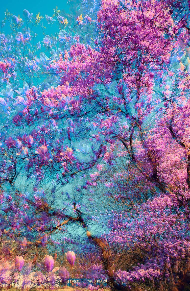 Ethereal Blooms in Blue #5 Ethereal Blooms in Blue #5 image