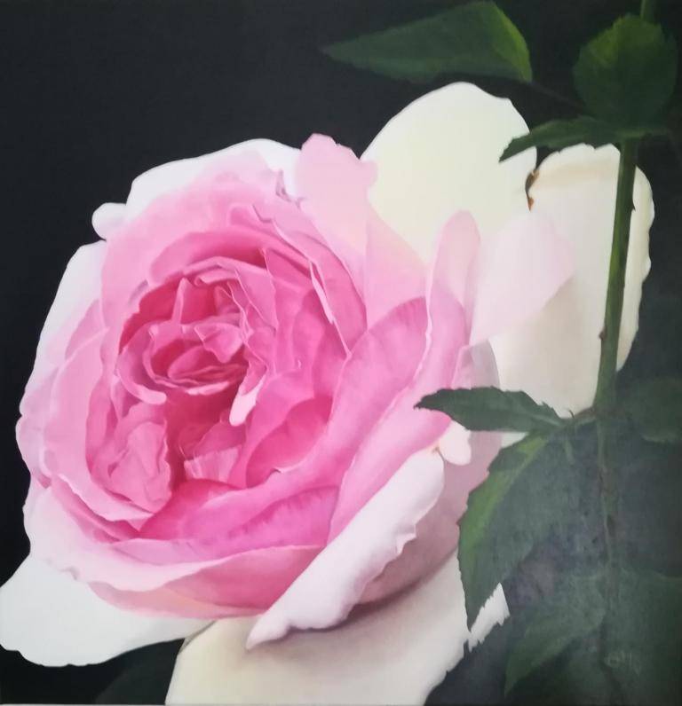 Eden rose Eden rose image