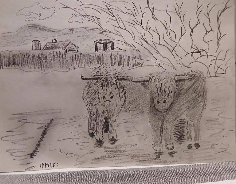 Hooglanders in Mariendal image